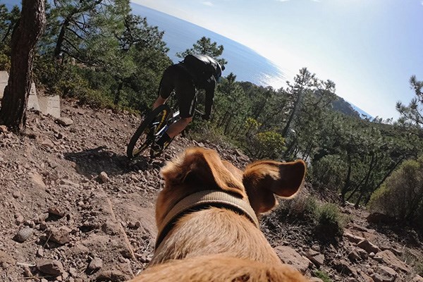 dog chasing down a trail after MTB rider with gopro on back